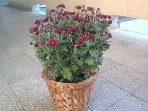 fenykep0915.jpg